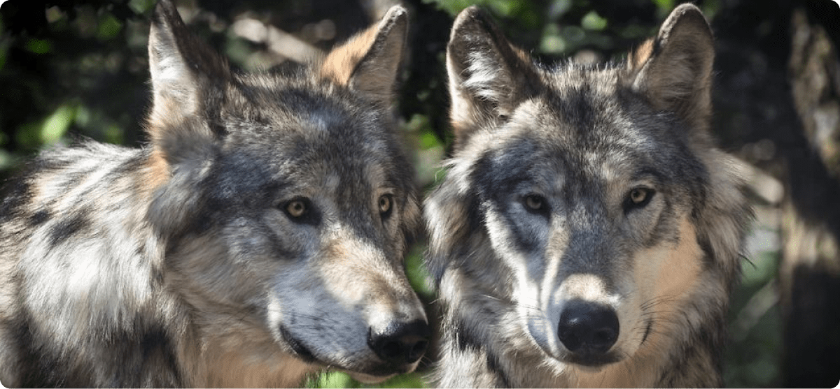 Pair of wolves gazing intently