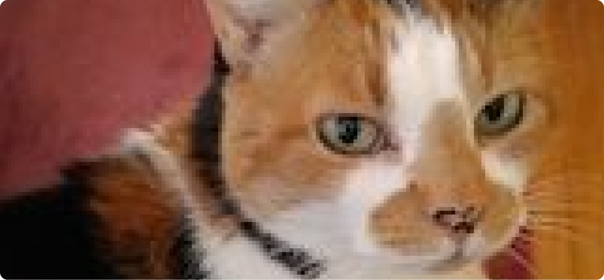 Feline with distinctive fur pattern