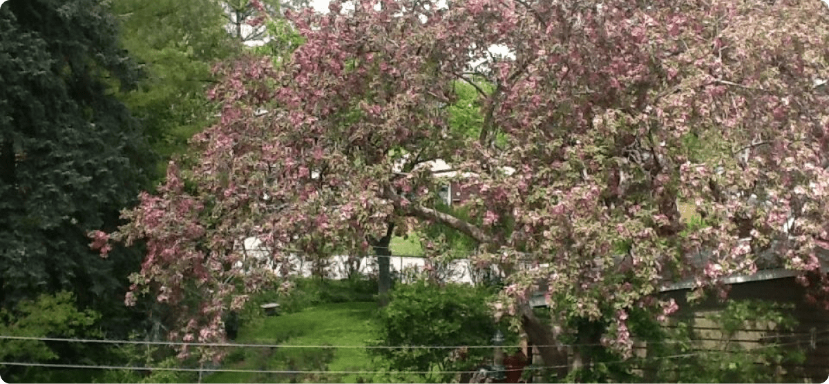 Blooming tree with pink flowers