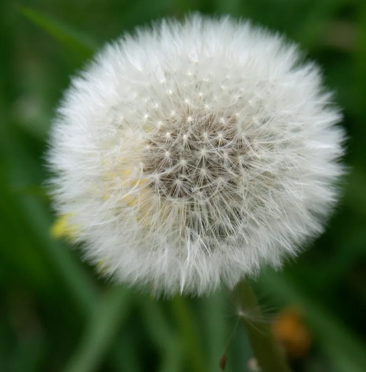 White dandelion puff with blurred background